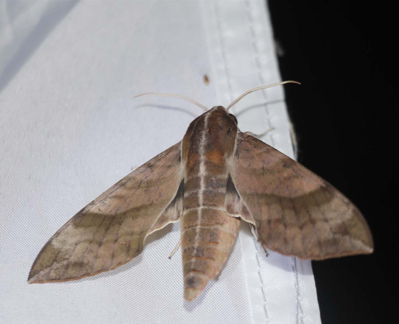 飞蛾扑火是什么蛾 1dee63ed-4c8b-4315-9d1c-032c91a3694e.jpg