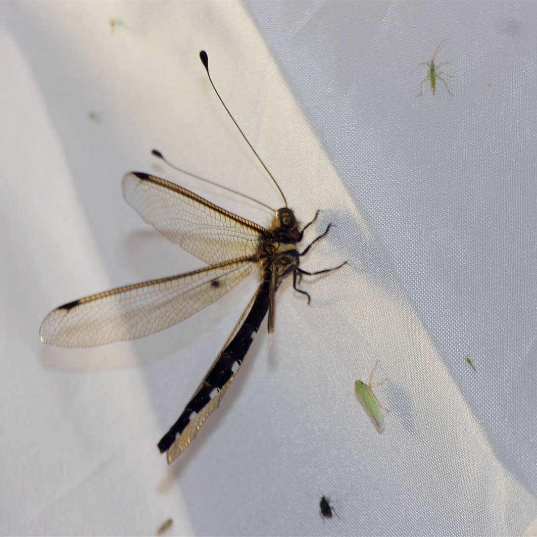 飞蛾扑火是什么蛾 9ae50dfd-a700-4ce7-b59e-cf7bae8780db.jpg