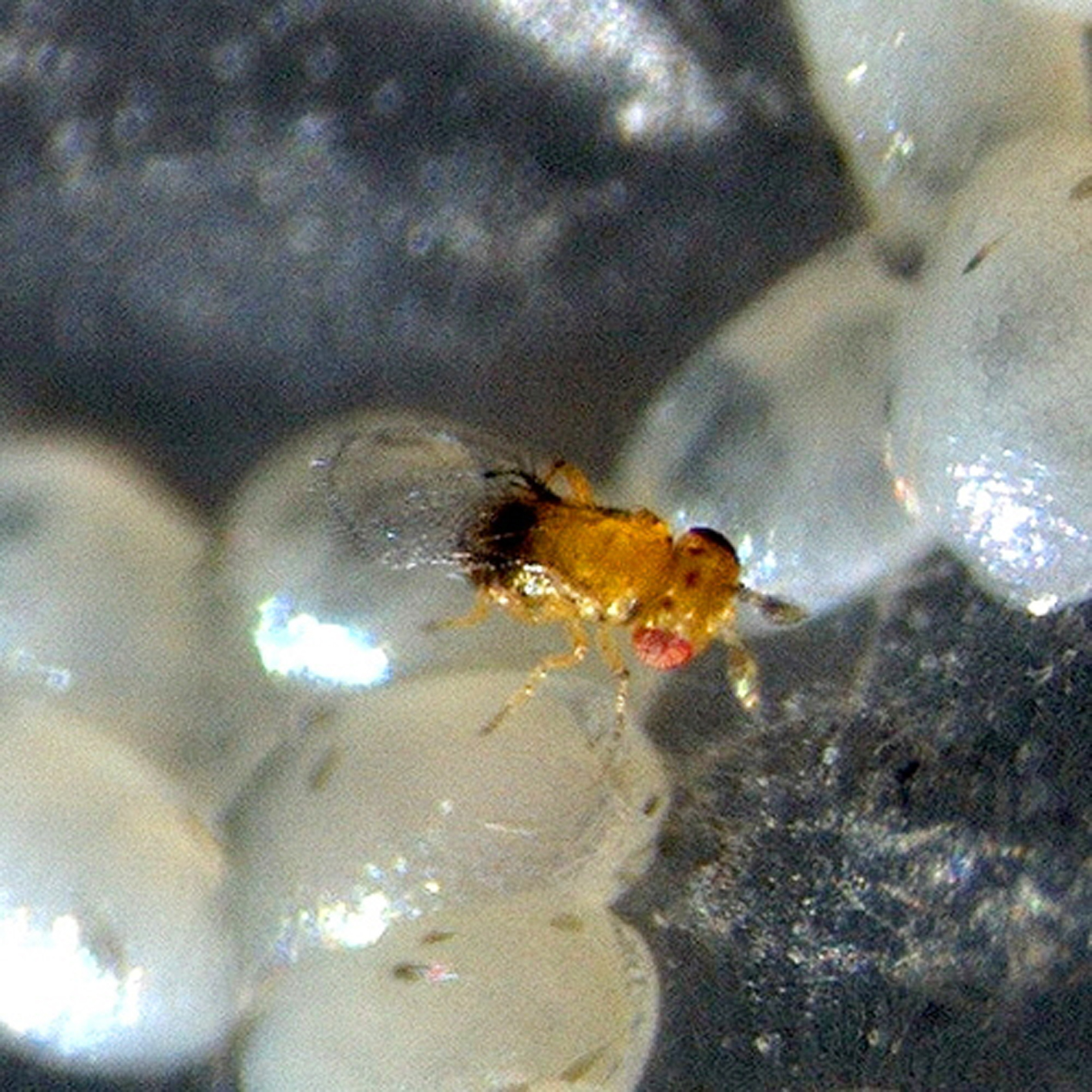 防治水稻害虫“虫虫特工队”出动！(图1)